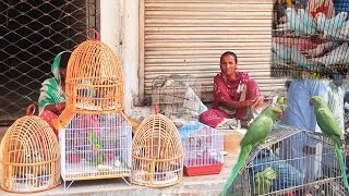 Biggest Birds Market Lalukhet Karachi Reasonable Price All Bird