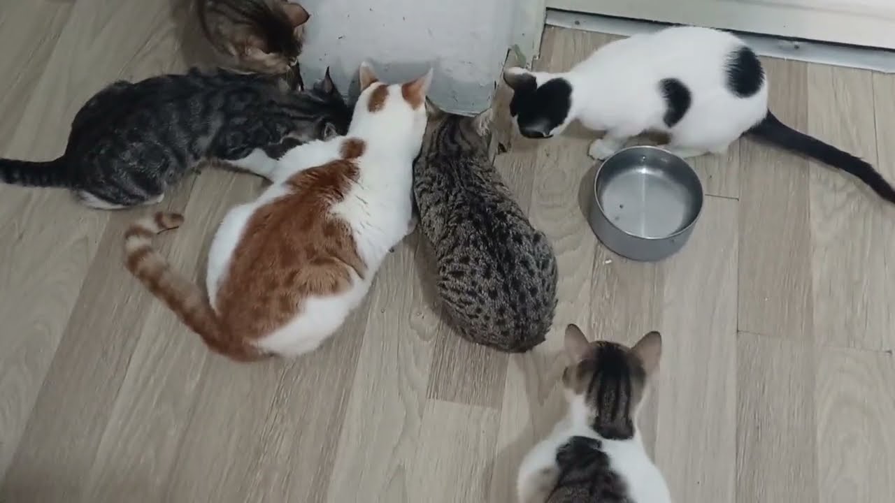 HERKESE GÜNAYDIN HAYIRLI SABAHLAR