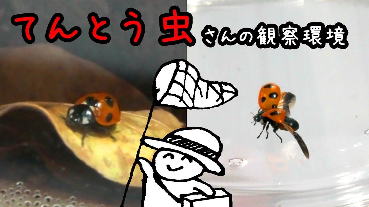 てんとう虫 てんとう虫 | GANREF