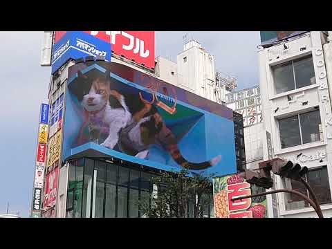 21/9/22(水) 新宿東口の猫🐱 ZARD負けないでバージョン