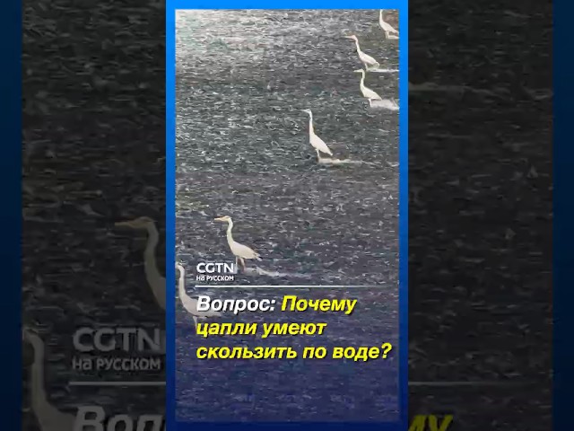 Почему цапли умеют скользить по воде?