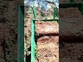 hi guess my new video pellgrass #gardenvideo #viralvideos @your mollywood #