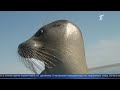 Потомство каспийского тюленя под угрозой
