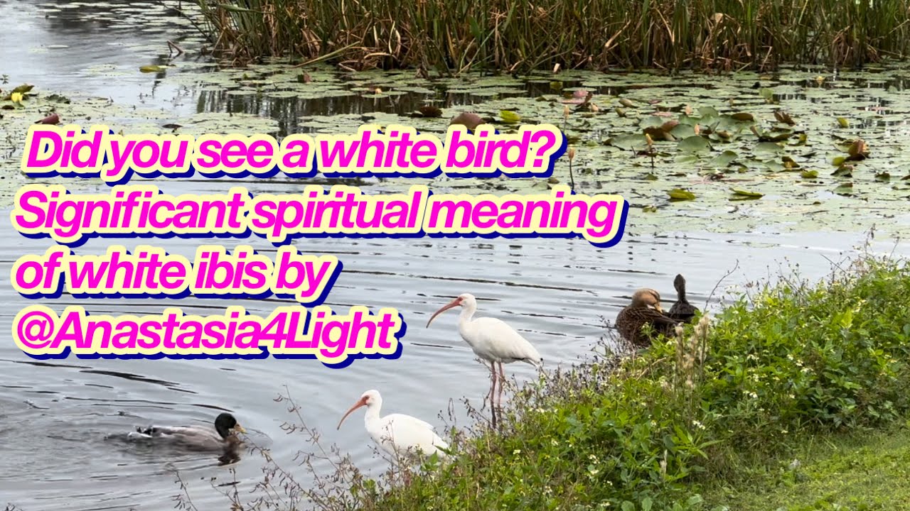 White ibis bird spiritual meaning white Bird pink beak sign of God