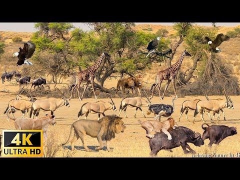 4K African Wildlife: Addo Elephant National Park 