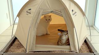 家に猫用キャンプ場を作ったらこうなりました！笑