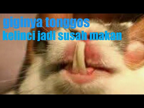 CARA MERAPIKAN GIGI KELINCI TONGGOS 
