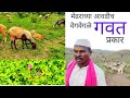 मेंढरांना आवडणारे वेगवेगळे गवत प्रकार | dhangari jivan | sidu hake