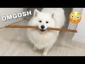 My Dog Gets The BIGGEST Jerky Stick 😳 I VLOGMAS WEEK 2