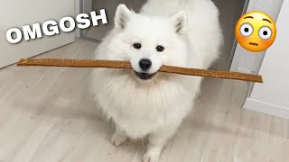 My Dog Gets The BIGGEST Jerky Stick  | VLOGMAS WEEK 2