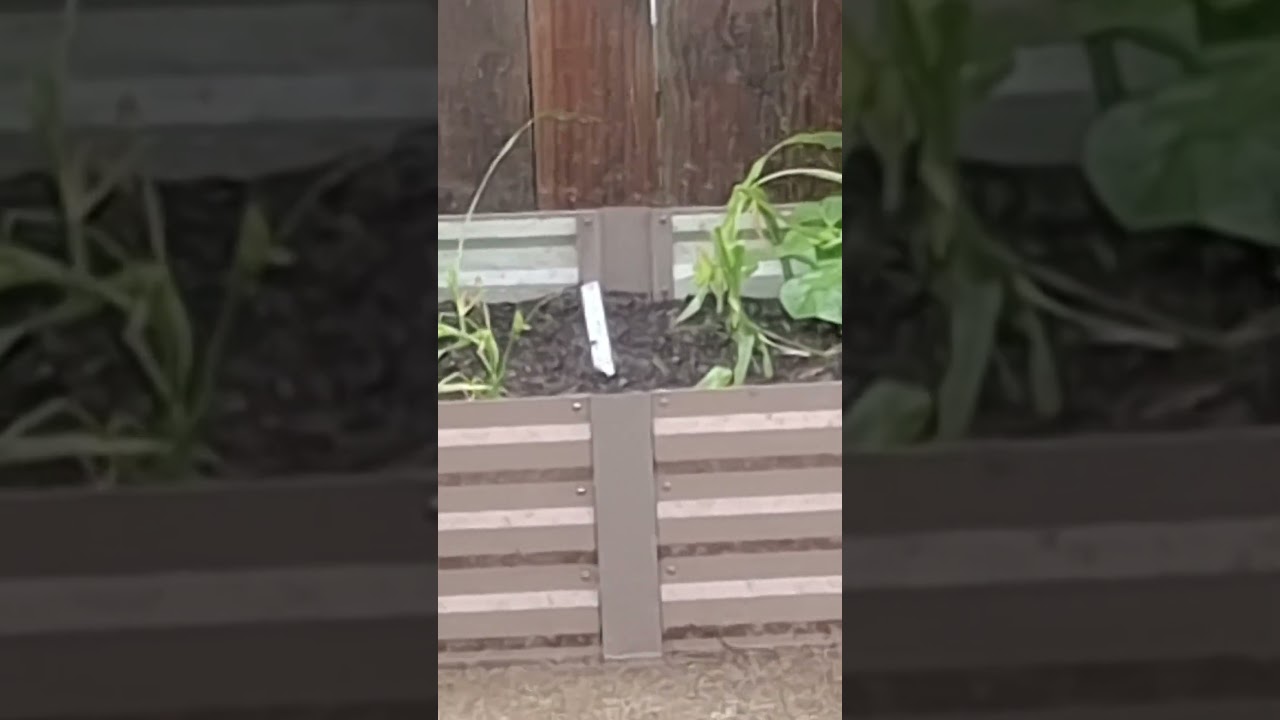 Growing in the Garden Ep 27: 🌧 #gardening #garden #homegarden #planting #plant