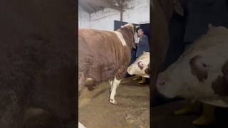 Dev Tosunu Ahirdan Çikariyorlar