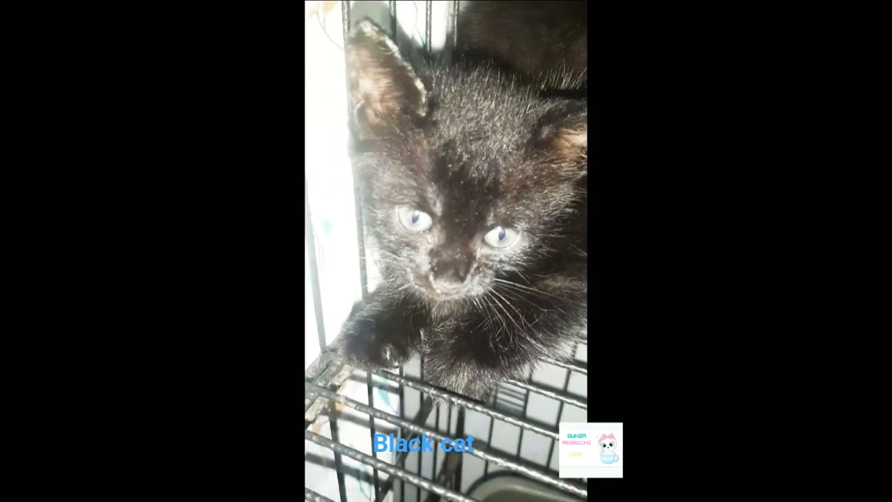 kucing hitam - YouTube