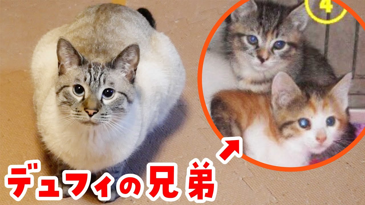 子猫の体長測定 部屋のど真ん中で眠る子猫をメジャーで測ってみた Youtube