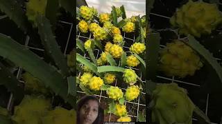 #Dragon #Fruit #farming# agriculture #amazing# trending #Technology #ytshorts #video