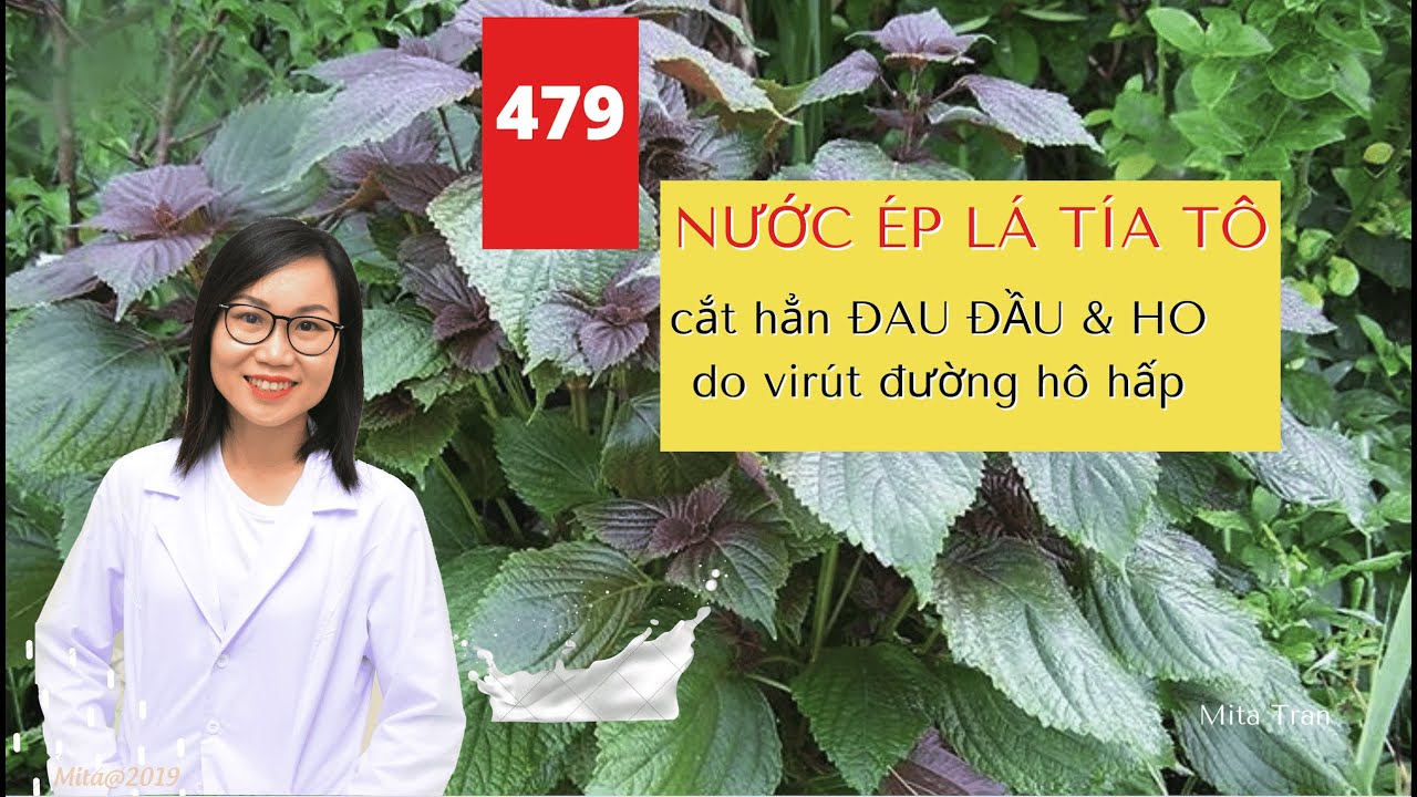 Hướng dẫn Cách nấu nước lá tía tô – #479. NƯỚC ÉP LÁ TÍA TÔ cắt hẳn ĐAU ĐẦU và HO do virut đường HÔ HẤP – Mita Tran