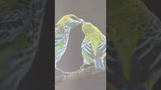 #short #animal #wallpaper #ststus