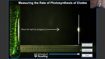 photosynthesis virtual labs-Virtual lab 1 website