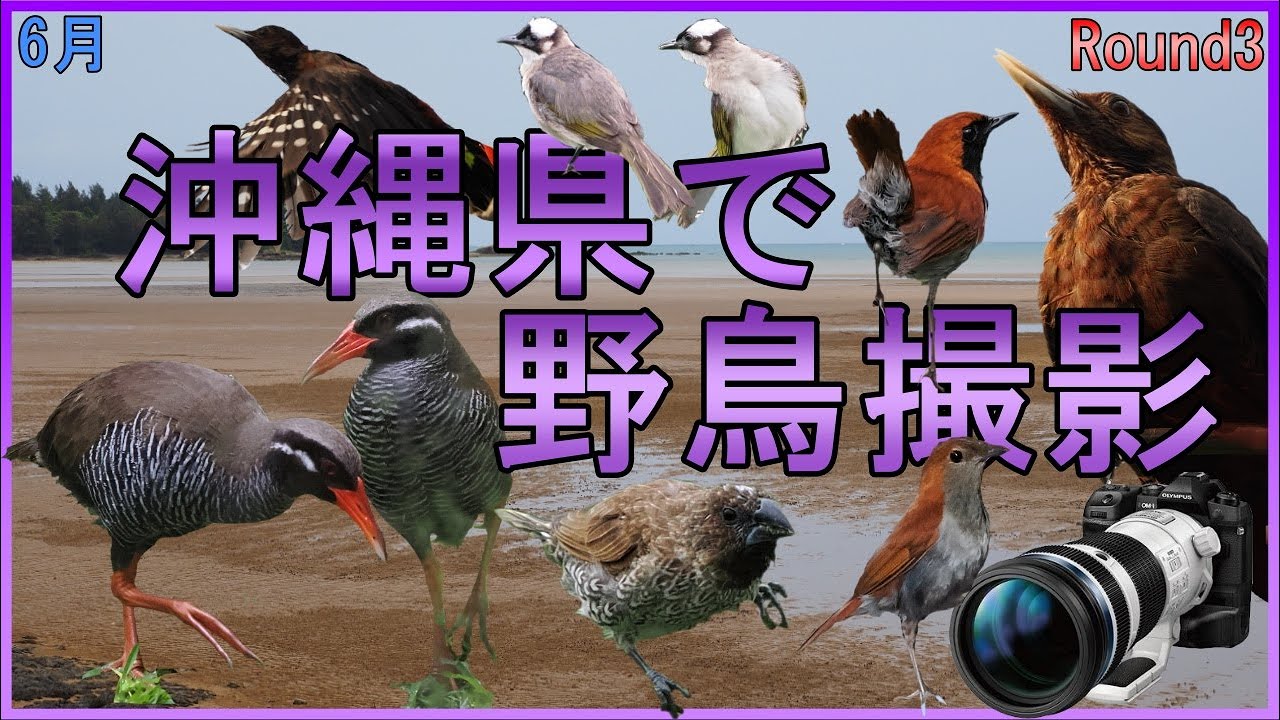 6月 沖縄県で野鳥撮影　沖縄の野鳥　探鳥　om-1　E-M1X　P1000