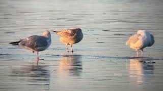 Scandinavian Herring Gull - Holes Bay - 19/01/23 by birdsofpooleharbour 162 views 4 months ago 33 seconds