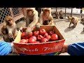 Monkey  feeding red delicious apple fruits  feeding apple