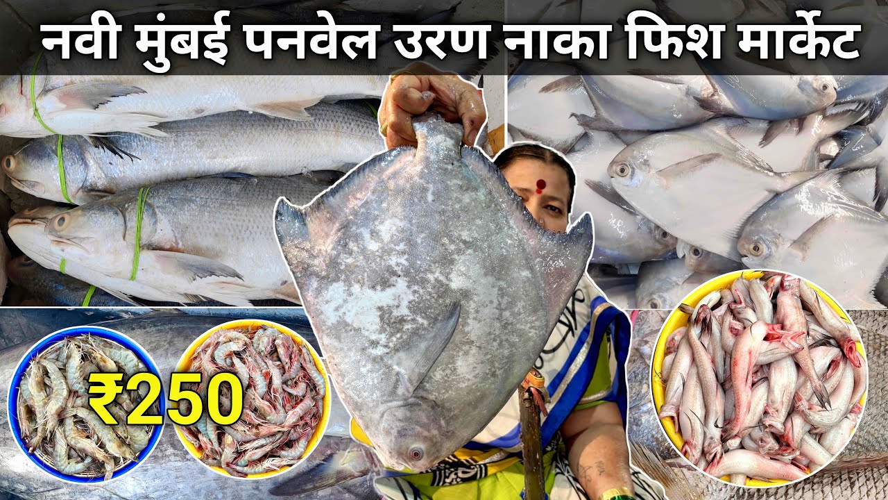 Mumbai Panvel Fish Market | Panvel Uran Naka Fish Market | Wholesale Fish Market In Mumbai
