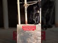 Recon cat, danger chicken and the guardian dogs come together to safeguard the baby goats…