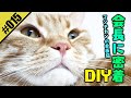 【密着シリーズ第3弾　マンチカンの看板猫・会長に密着DIY】猫好きもDIY好きも集まれ〜！！