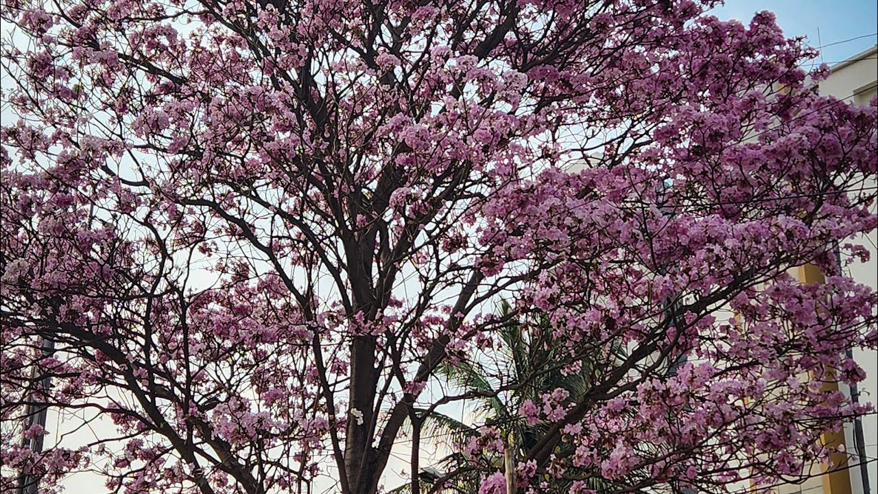 Bangalore Magic Cherry Blossom Bangalore Spring Bangalore Blossoms 🪄 🌳 YouTube
