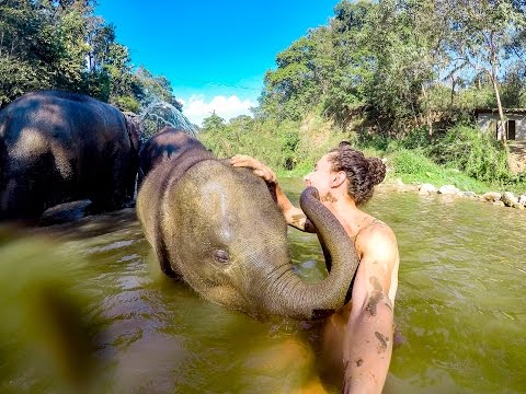 Vídeo: O Melhor Santuário De Elefantes Da Tailândia E Outras Experiências éticas Da Vida Selvagem