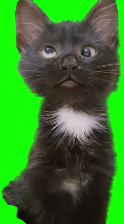 Cross Eyed Cat meme - Green Screen