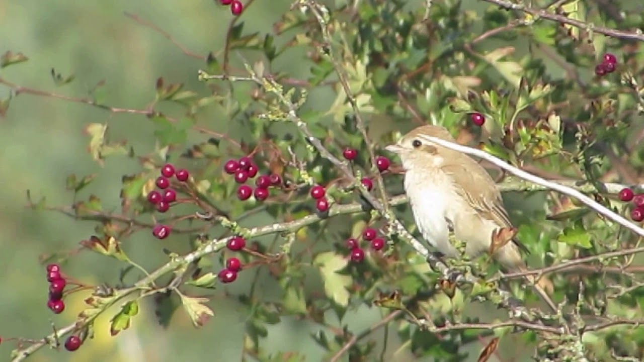 Isabelline Shrike (lanius isabellinus) nature kpop