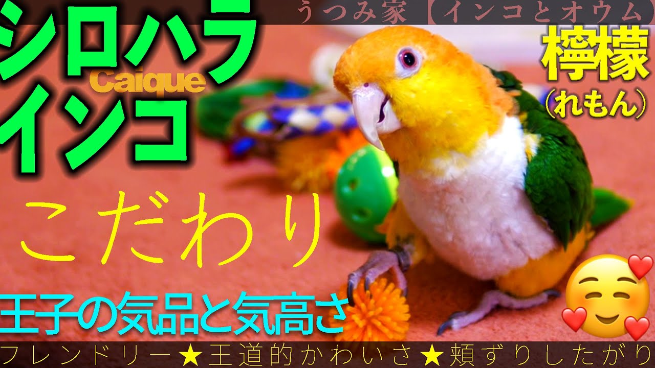 ツヤツヤ うちのショウジョウインコの鳴き声とおしゃべりが怪しい 可愛い フカフカ Youtube