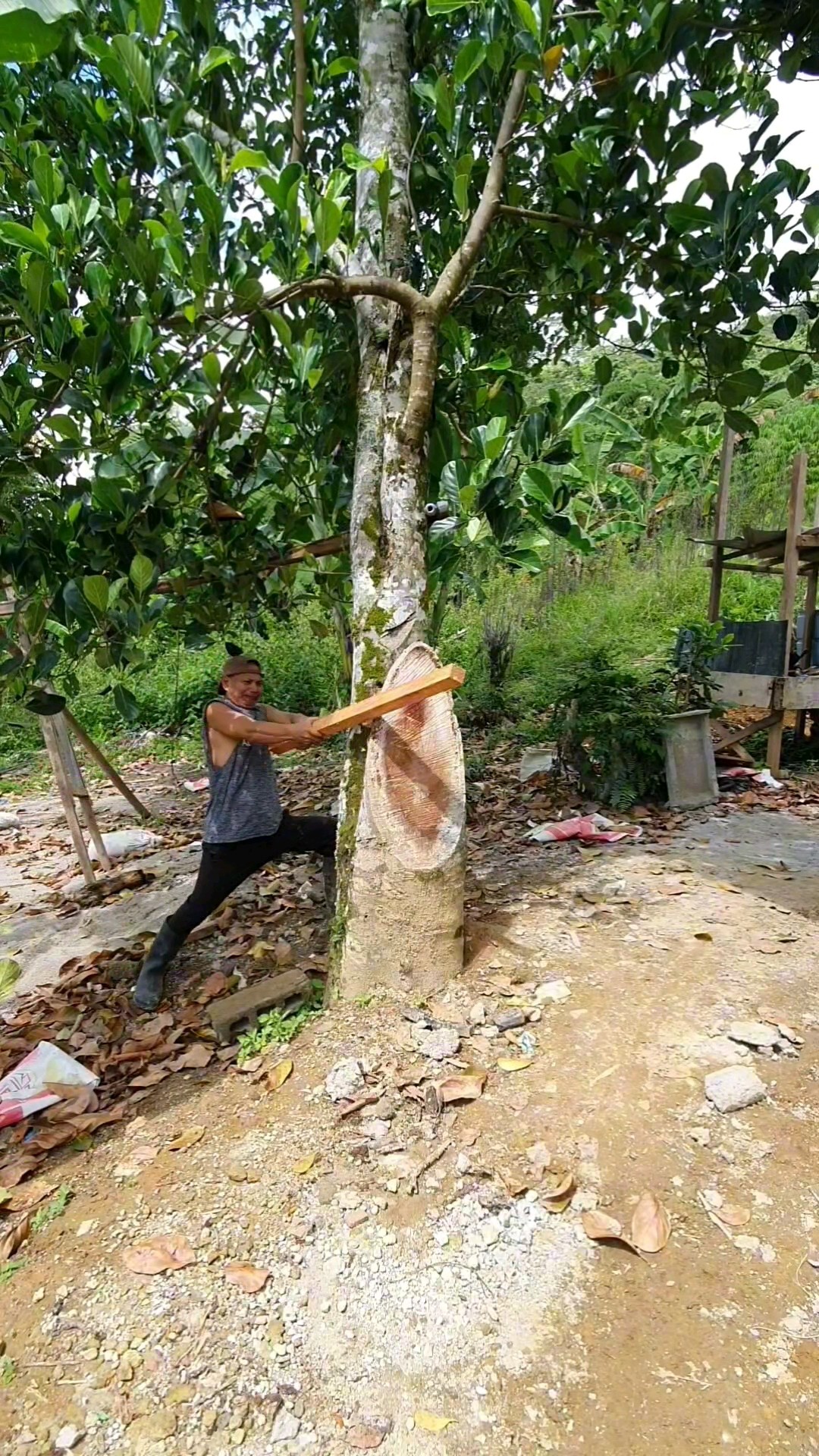 You Can't Cut This Tree Its Impossible #nature #entertainment