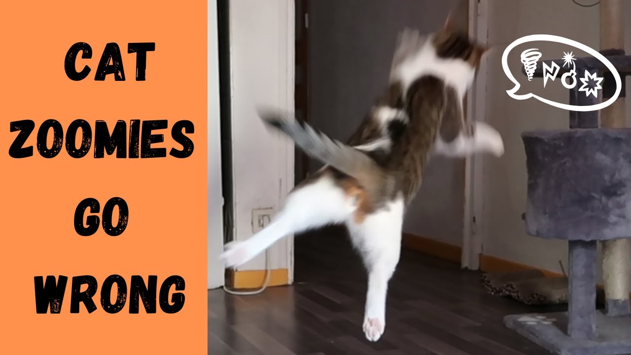 Cat zoomies go wrong (watch until the end) He is fine! YouTube