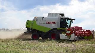 Mega Żniwa 2020! - 3 x Claas Lexion 540 - rzepak / harvest in Poland