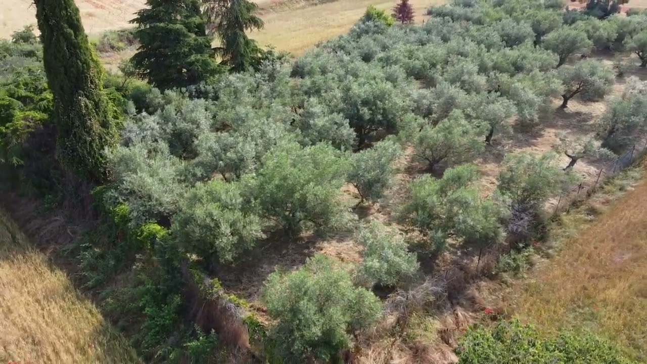 Olive grove  Ελαιώνας 2025