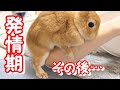 初めての発情期、その後に天使になりました
