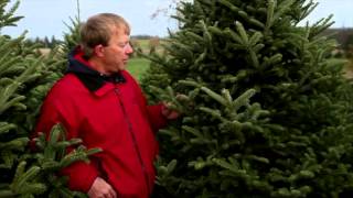 George Weigel's Garden Tip of the Week: How to pick a fresh Christmas tree and keep it that way