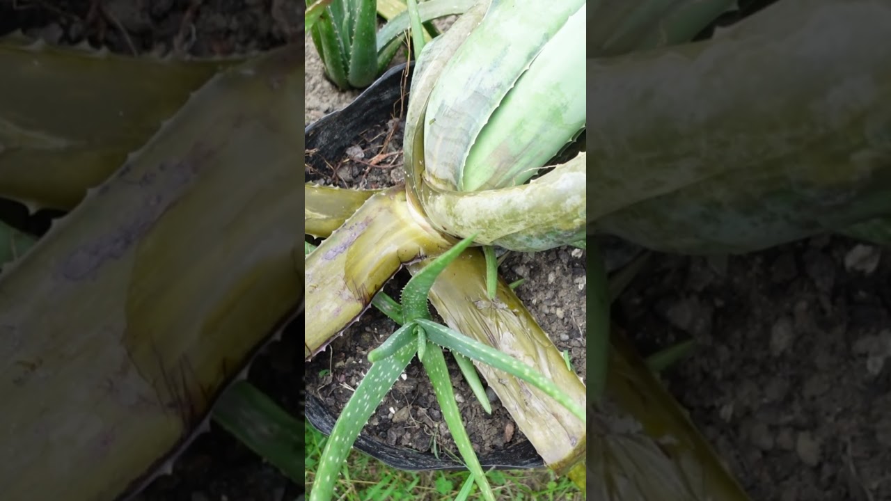 Самое опасное заболевание алоэ вера