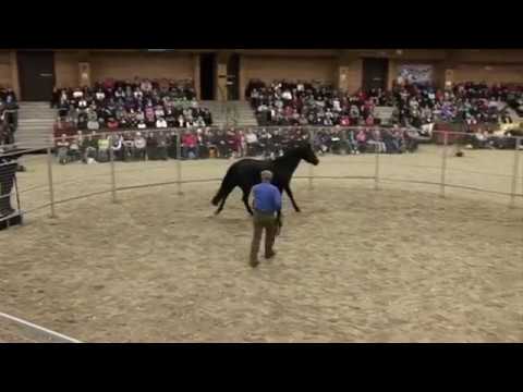 Watch Monty Roberts put first saddle, bridle and rider up in 30 minutes on Corona