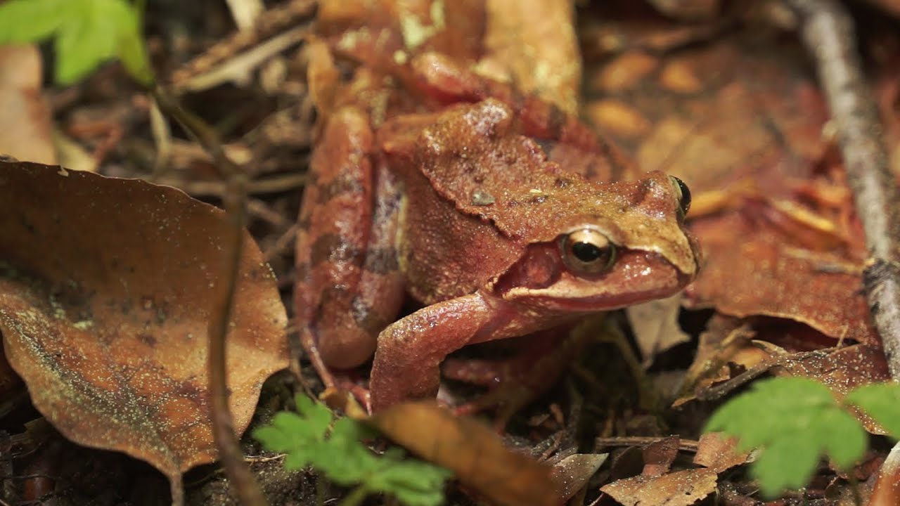 AGILE COME UNA RANA - Reintroduzione della Rana Agile (Rana Dalmatina) sull'Isola di Jersey