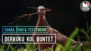 DERKUKU KOL BUNTET | Suara, Tuah dan cara test DERKUKU Kol Buntet