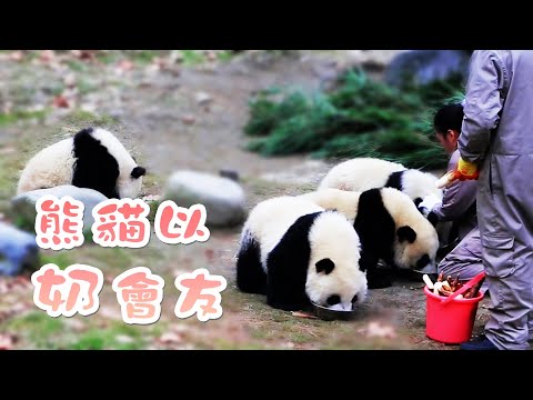 《熊貓早晚安》四位知己熊友，一起以奶會友 | iPanda熊貓頻道