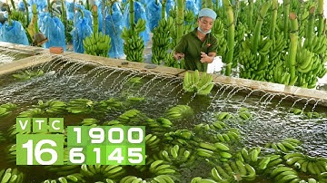 "Lên đời" trái chuối nhờ chế biến và xuất khẩu | VTC16