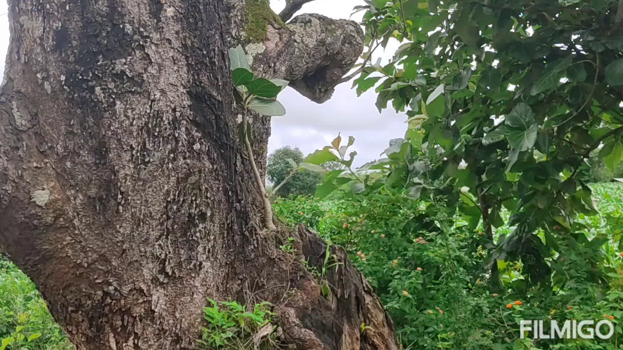EASY MAKING BONSAI BY HUNTING YouTube