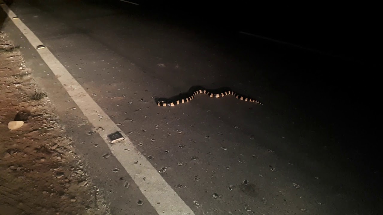 Shankhachur snake, WB, India( NH31 rode see the snake )
