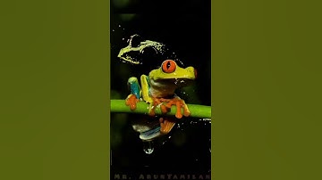 தவளைகள் பற்றிய ஆச்சர்யமான தகவல்கள் #frog #frogvideo #frogs #shortsvideo #shortsyoutube