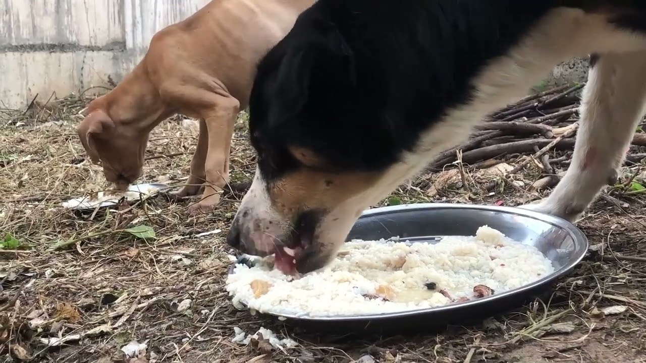 Waiting for food episode 592 By Dog Food TV