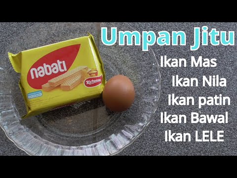 Cara Bikin Umpan Buat Ikan Lele